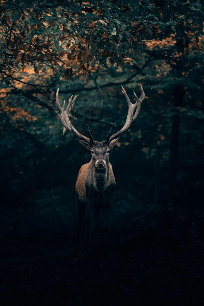 Featured Image 6 683x1024
